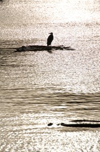 Shimmering November Sunset