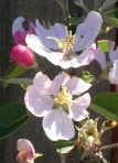 Apple Blossoms