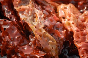 Harvested - from Twelve Months at Cultus Bay