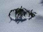 Winter Resilience - from Twelve Months at Lake Valhalla