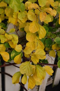 Remembering that there's work, and chores - and the rest of life, like dancing, or joining PhotoWalks.