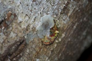 An unexpected mushroom?