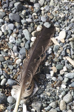 Feathered Pebbles
