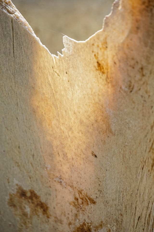 0462_Whale Translucence